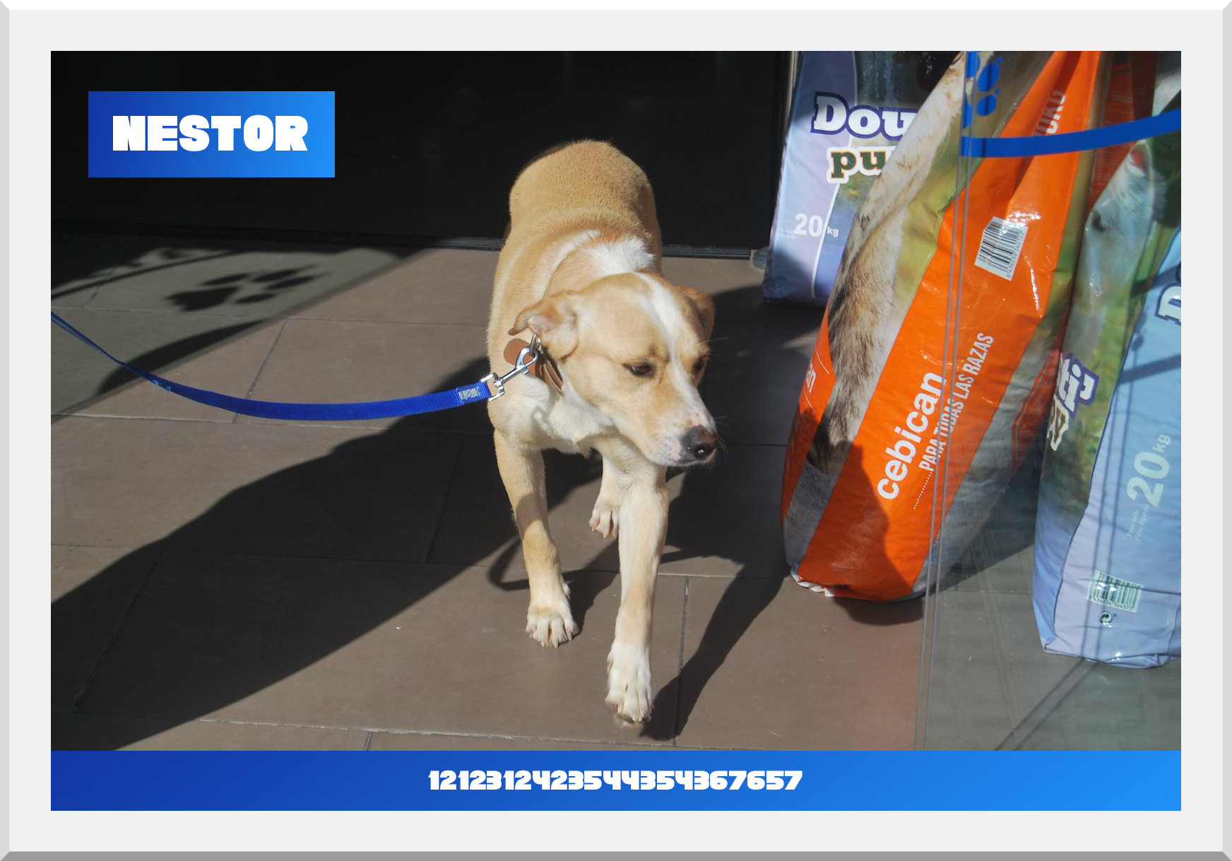 nestor LGP Lemingate Agencia de Publicidad SOS Adopta
